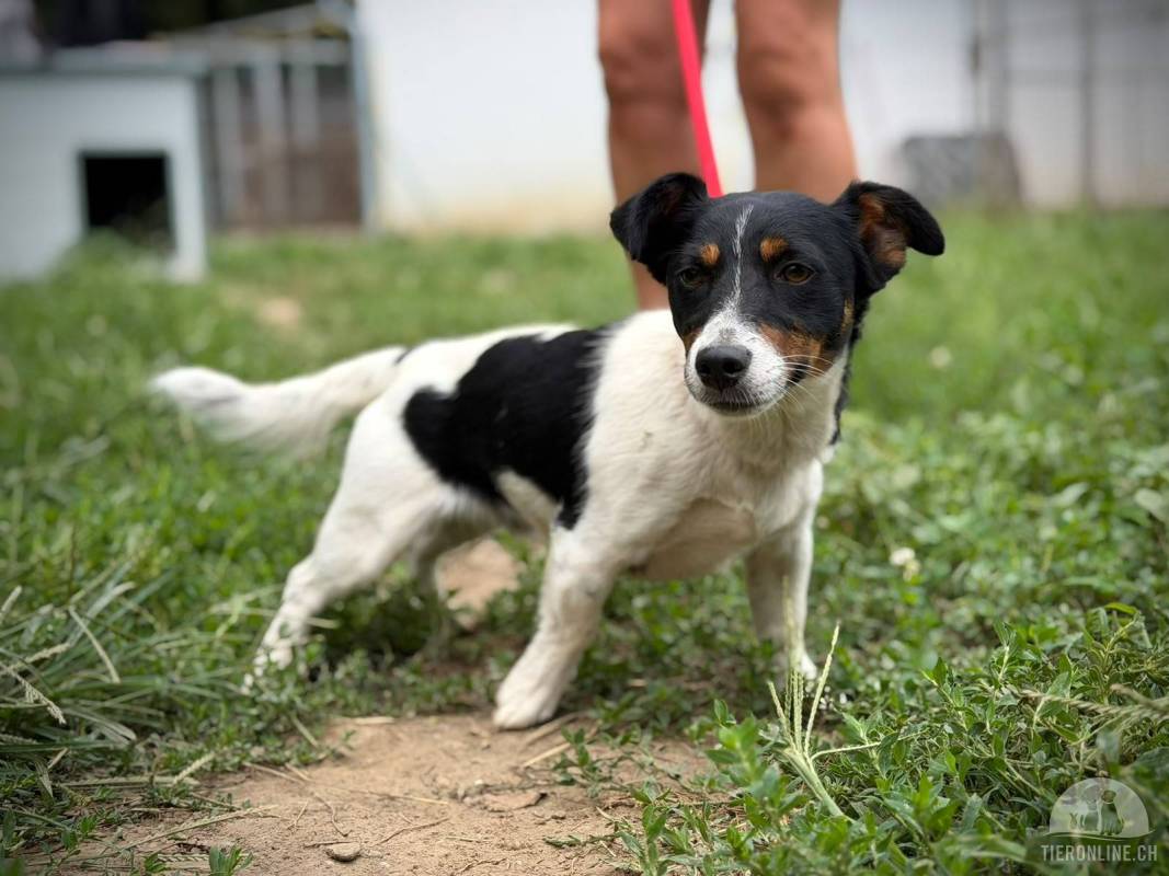 Stucki – kleiner Jack-Russell-Mix, freundlich, aufgeschlossen und liebenswert