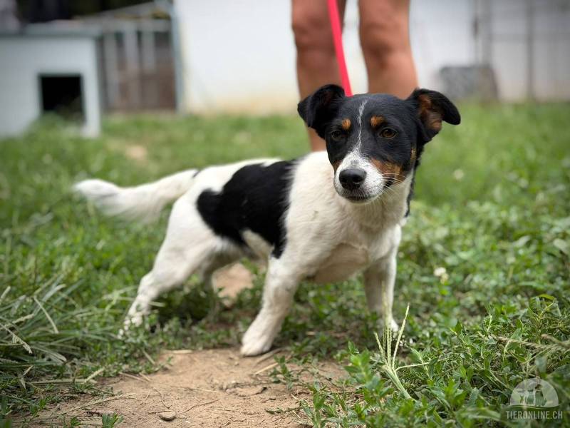 Stucki – kleiner Jack-Russell-Mix, freundlich, aufgeschlossen und liebenswert