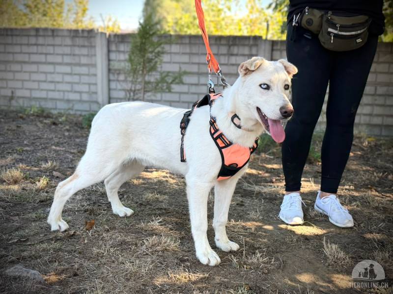 Jancsika – junger, ganz besonderer Rüde (evtl. Husky-Mix), sucht liebe Menschen mit Geduld