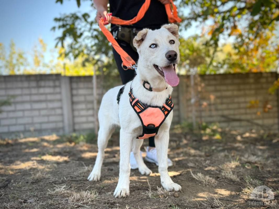 Jancsika – junger, ganz besonderer Rüde (evtl. Husky-Mix), sucht liebe Menschen mit Geduld