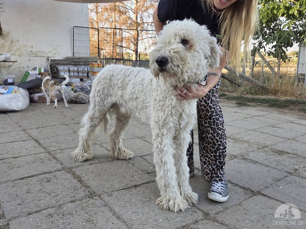 Herkules – stattlicher Komondor-Mix mit liebevollem Wesen, verträglich mit anderen Hunden