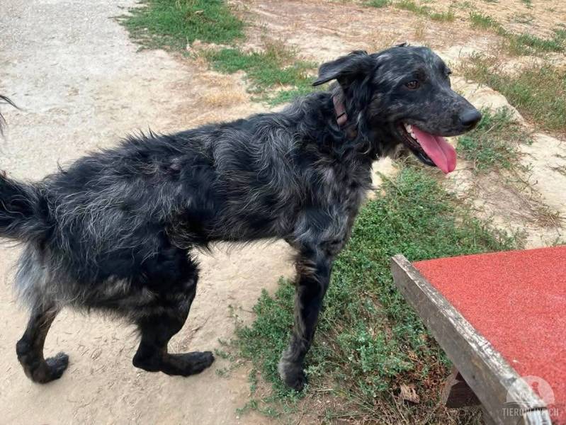 Hunde Ausland