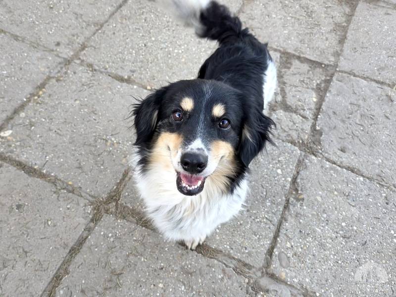 Hunde Ausland