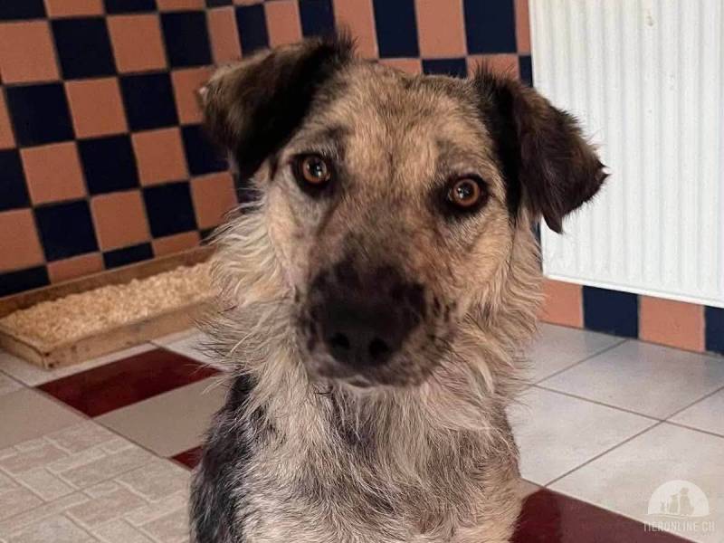Hunde Ausland