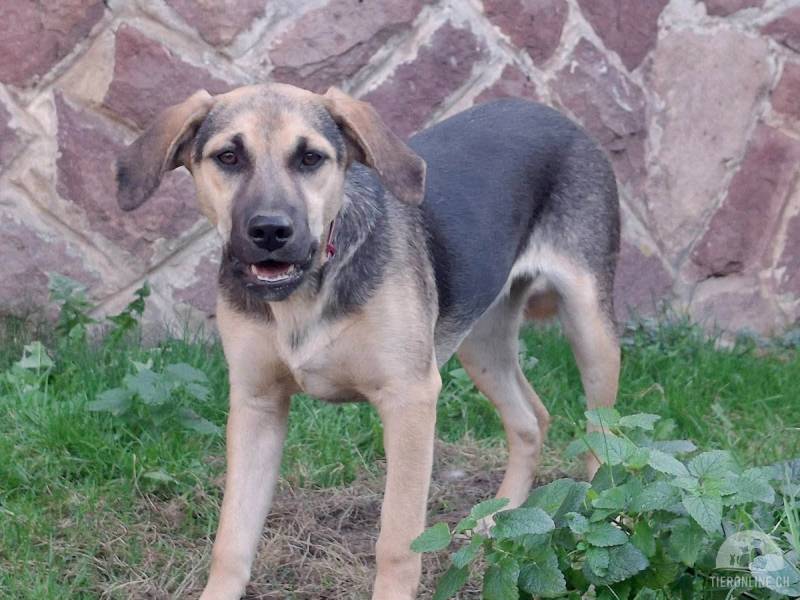 Hunde Ausland
