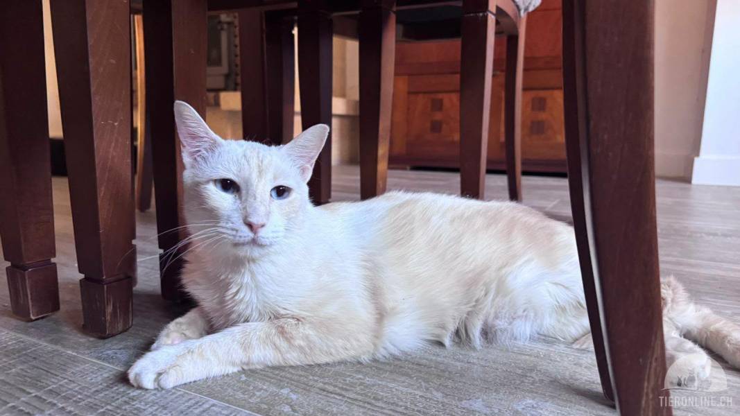 Katzen Ausland