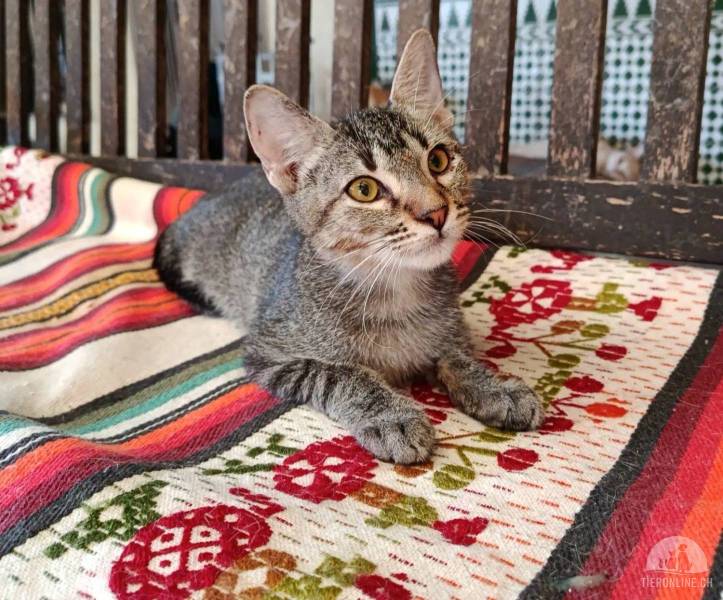 Katzen Ausland