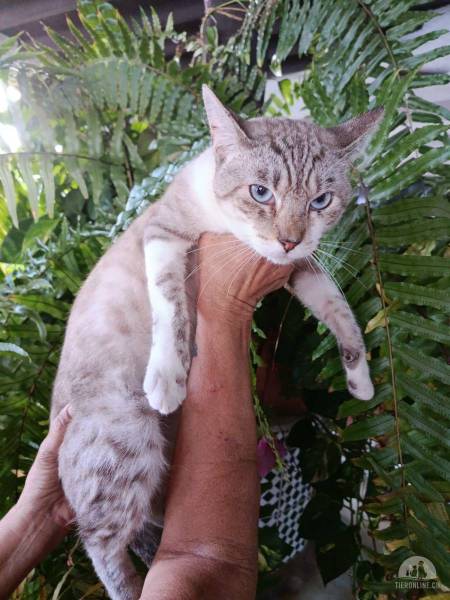 Katzen Ausland