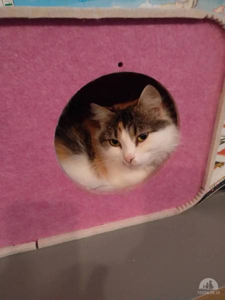 Katzen Schweiz