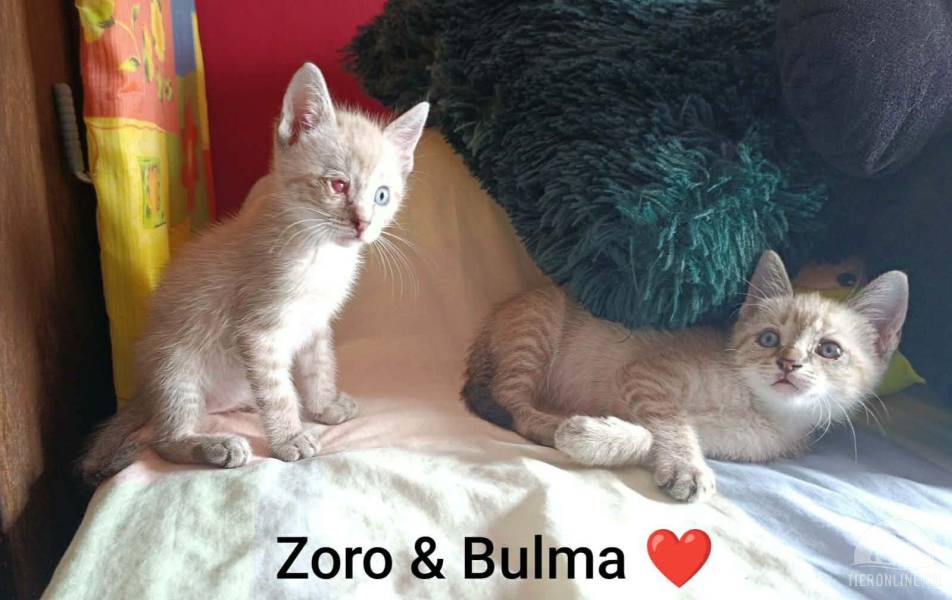 Katzen Ausland