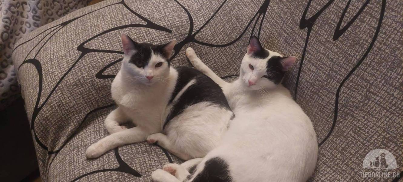 Katzen Ausland