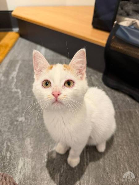 Katzen Schweiz