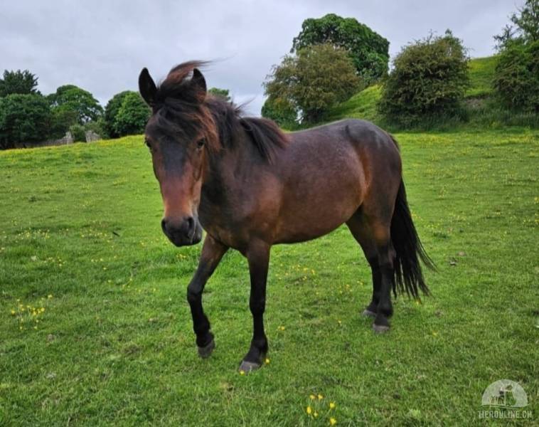 Pferde und Ponys