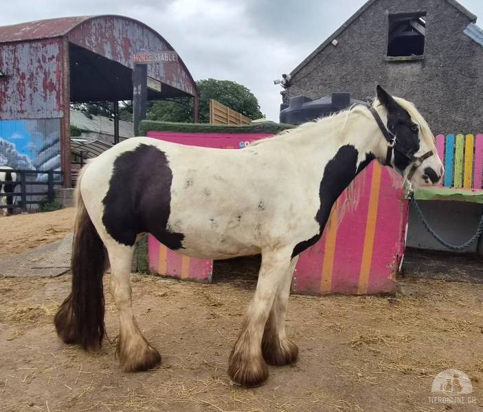 Pferde und Ponys
