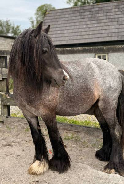 Pferde und Ponys