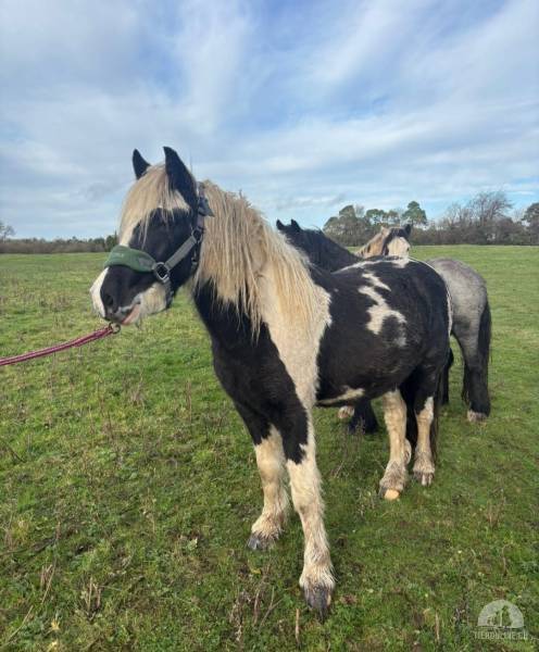 Pferde und Ponys