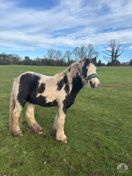 Pferde und Ponys