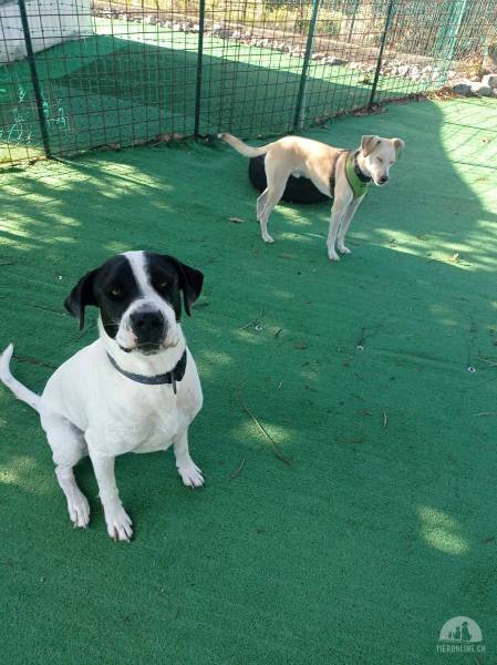 Hunde Ausland