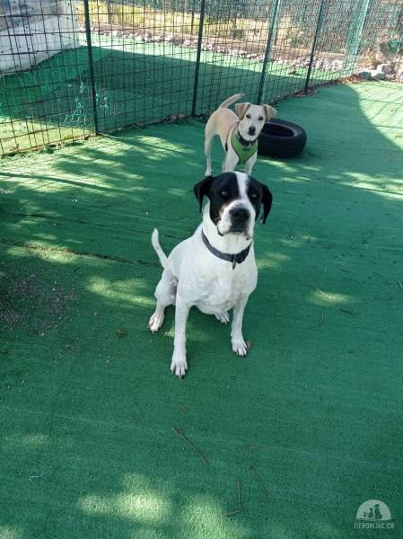 Hunde Ausland