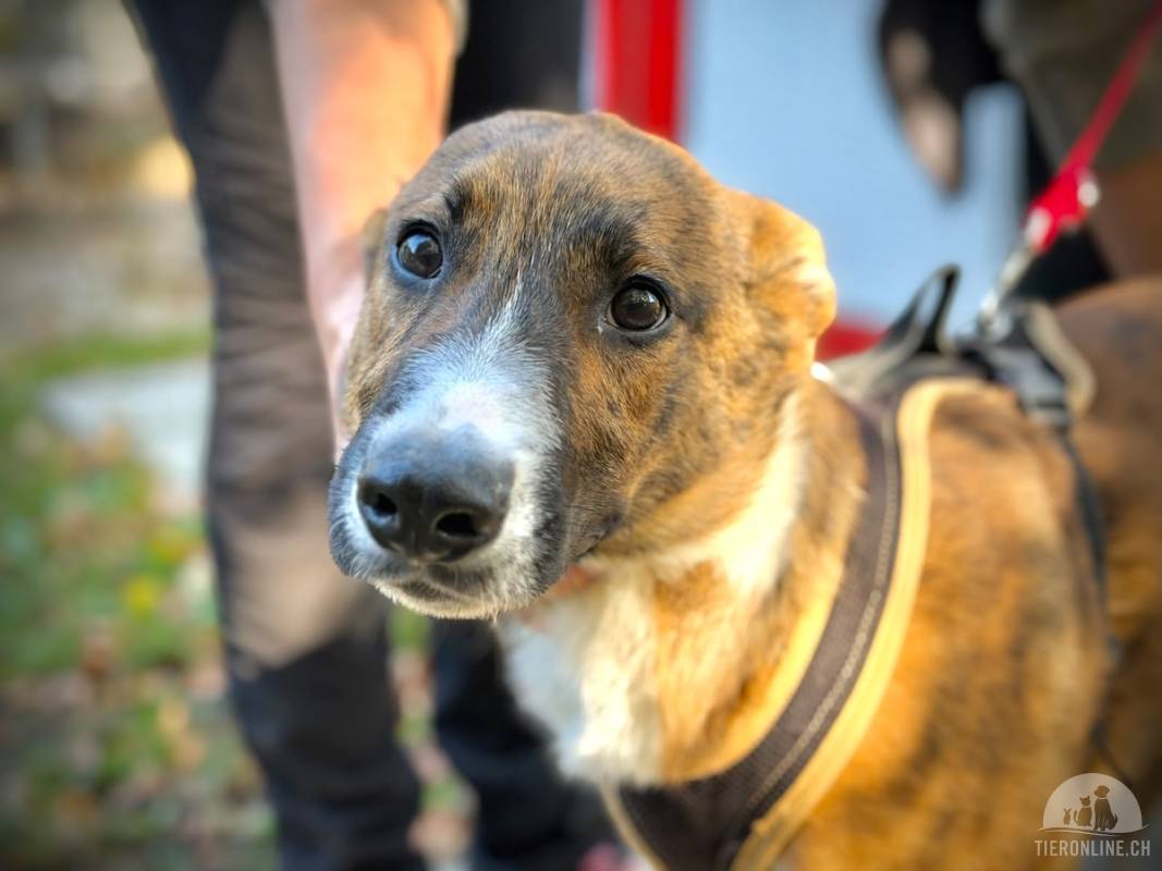 Milka – verspielter, neugieriger Welpe (evtl. Greyhound-Mix), zu jedem Schabernack bereit