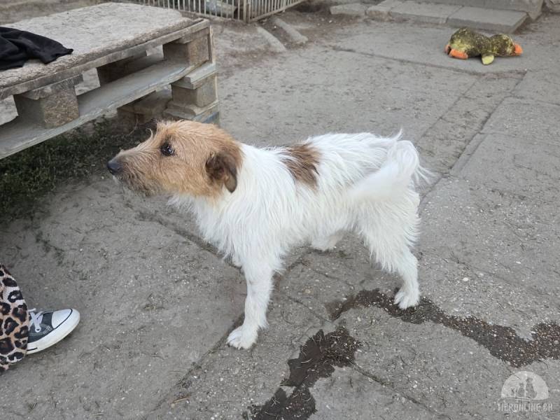 Hunde Ausland