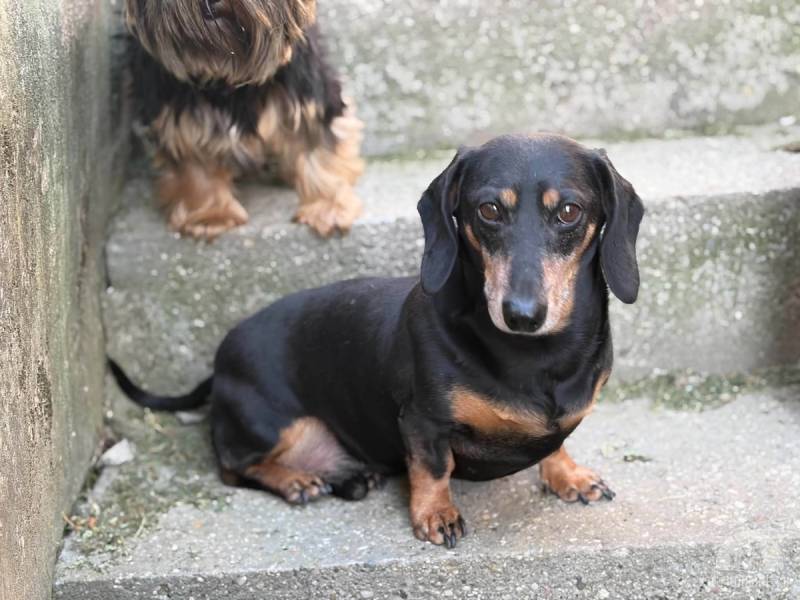 Hunde Ausland