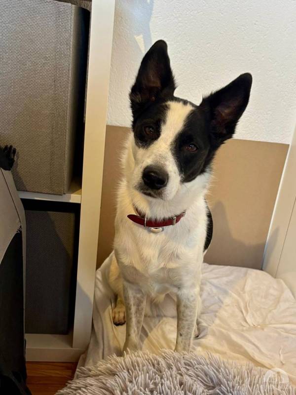 Scrump - voller Lebensfreude auf der Suche nach geduldigen Menschen