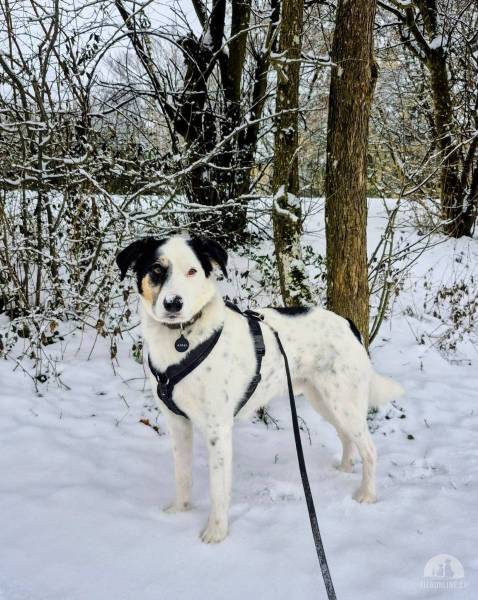 Hunde Schweiz