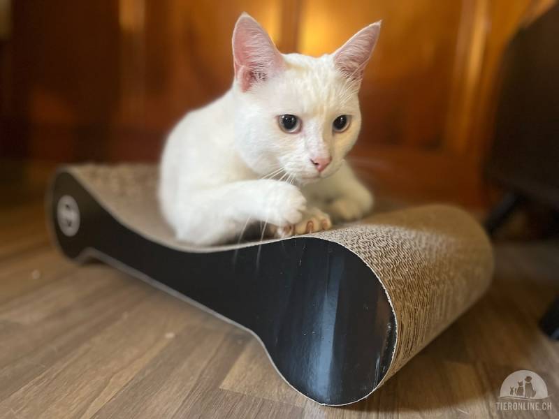 Katzen Schweiz