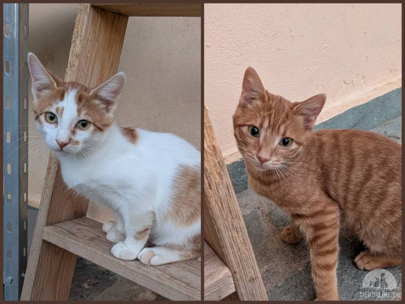 Katzen Ausland