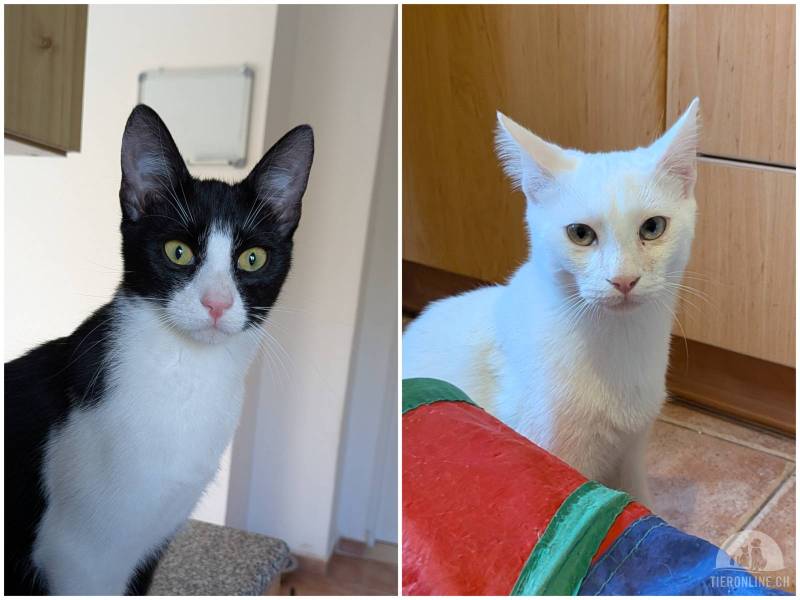 Katzen Ausland