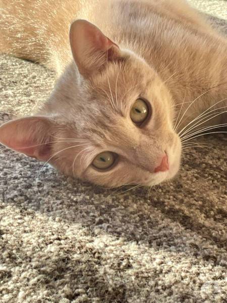 Katzen Ausland