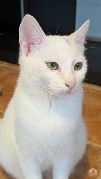 Katzen Ausland