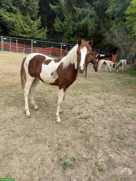 Pferde und Ponys