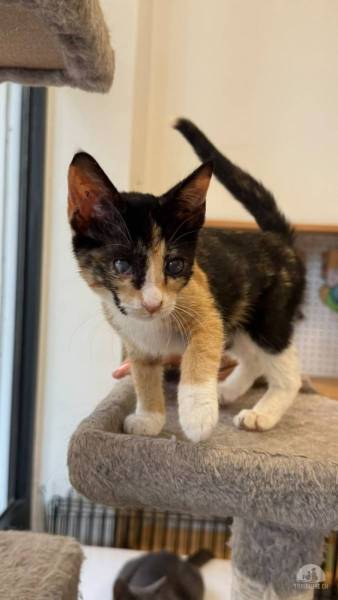 Katzen Ausland