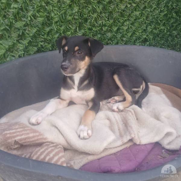 Holly- ich suche ein liebevolles Zuhause- darf ich dein herz erobern?