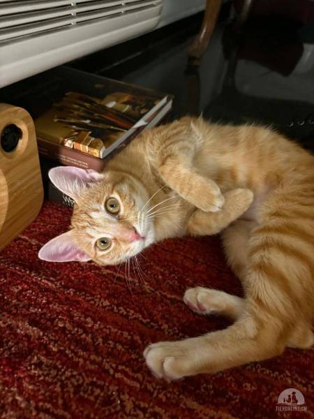 Katzen Ausland