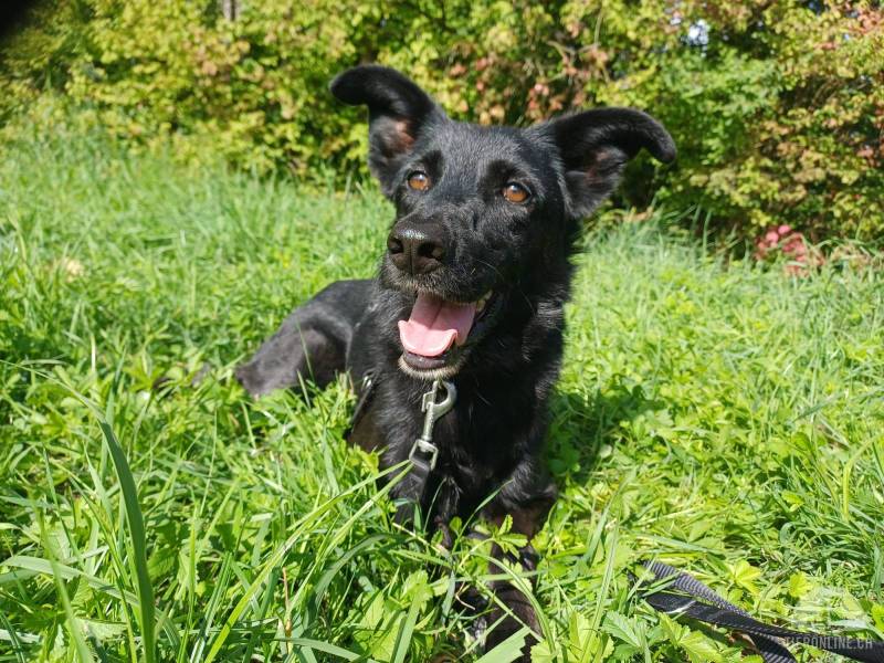 Hunde Deutschland