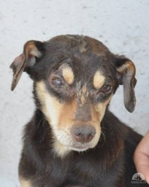 Nimea - Hundeoma sucht das späte Glück