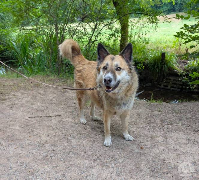 Hunde Deutschland