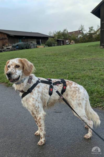 Hunde Deutschland