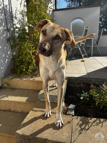 Hunde Deutschland