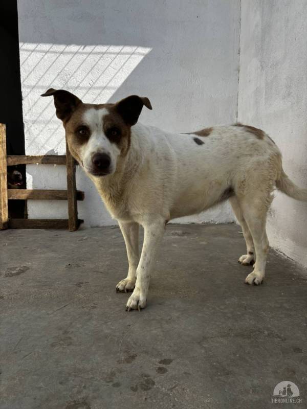 Margot sucht ein Zuhause!