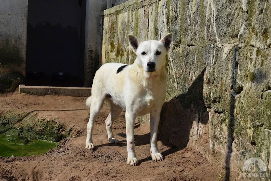 Hunde Ausland