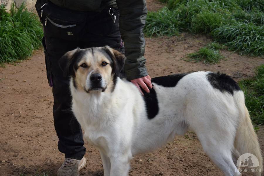 Hunde Ausland
