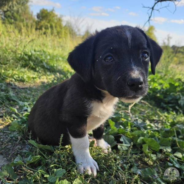 Hunde Ausland