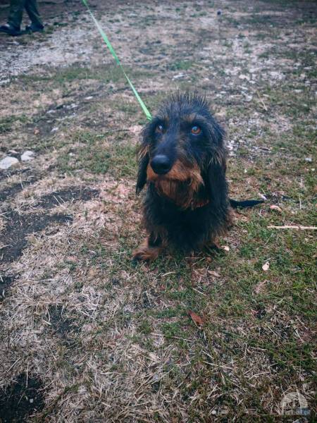 Hunde Ausland