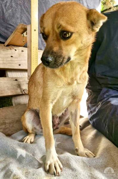 Hunde Ausland