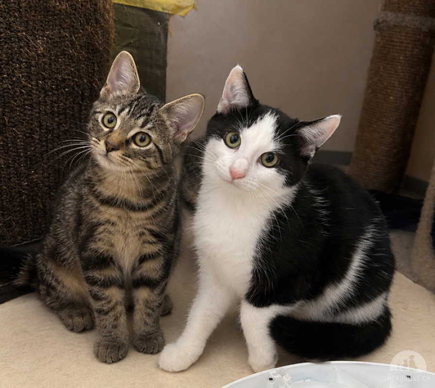 Scarlett & Ella - Doppelpack sucht Anschluss