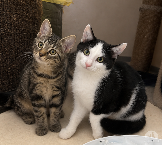 Katzen Schweiz